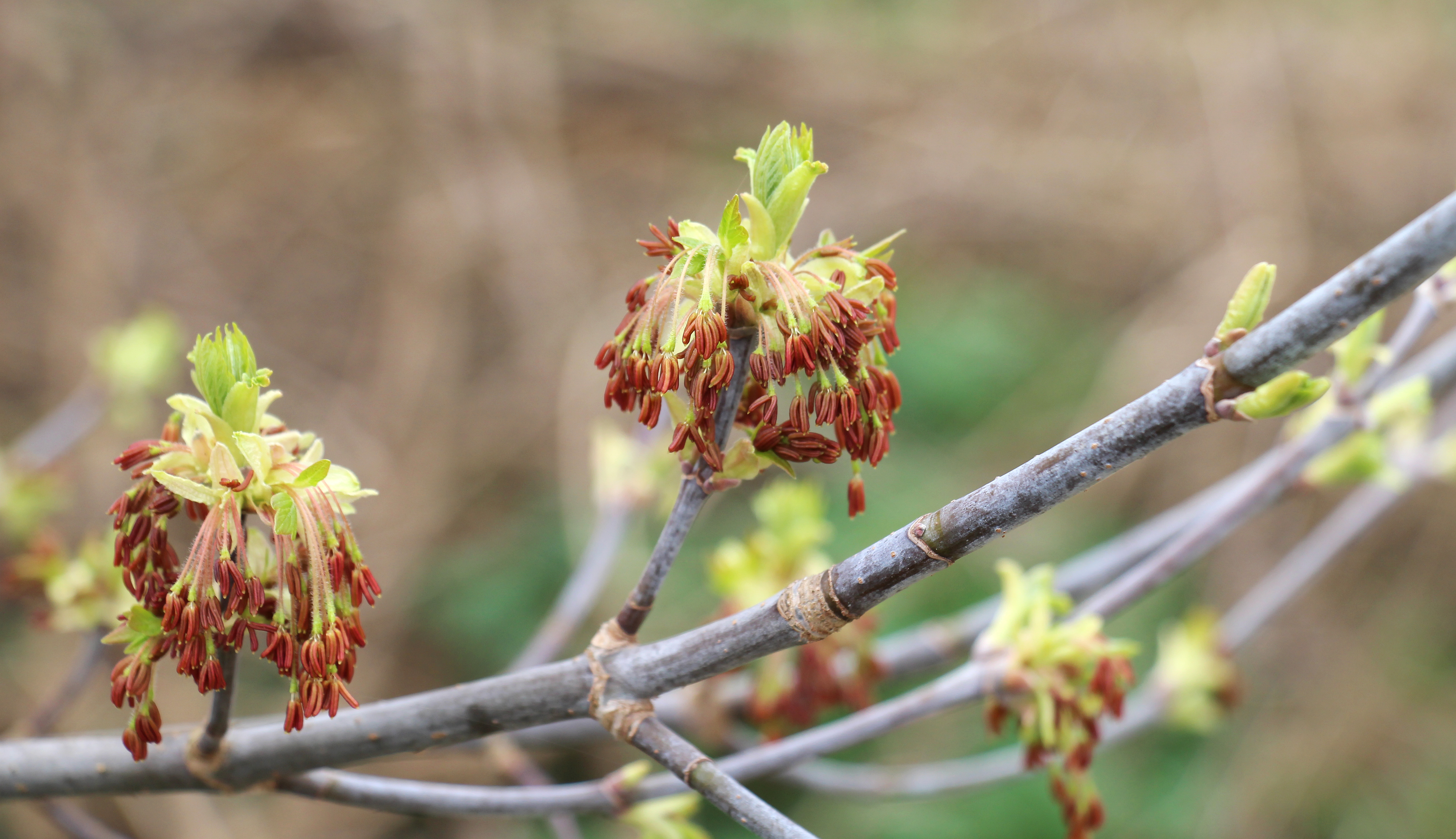 Boxelder | Silvics of North America