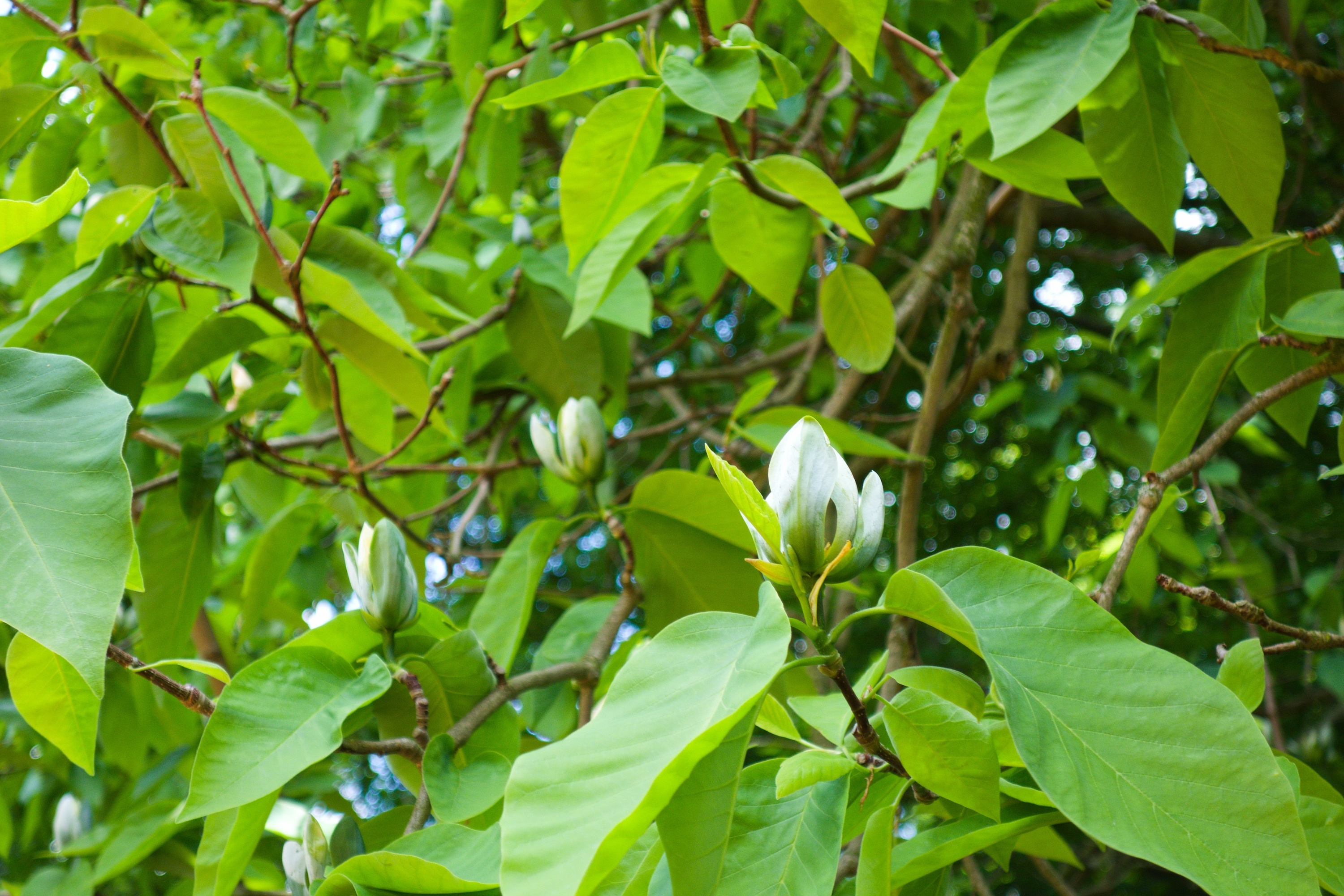 Cucumbertree | Silvics of North America