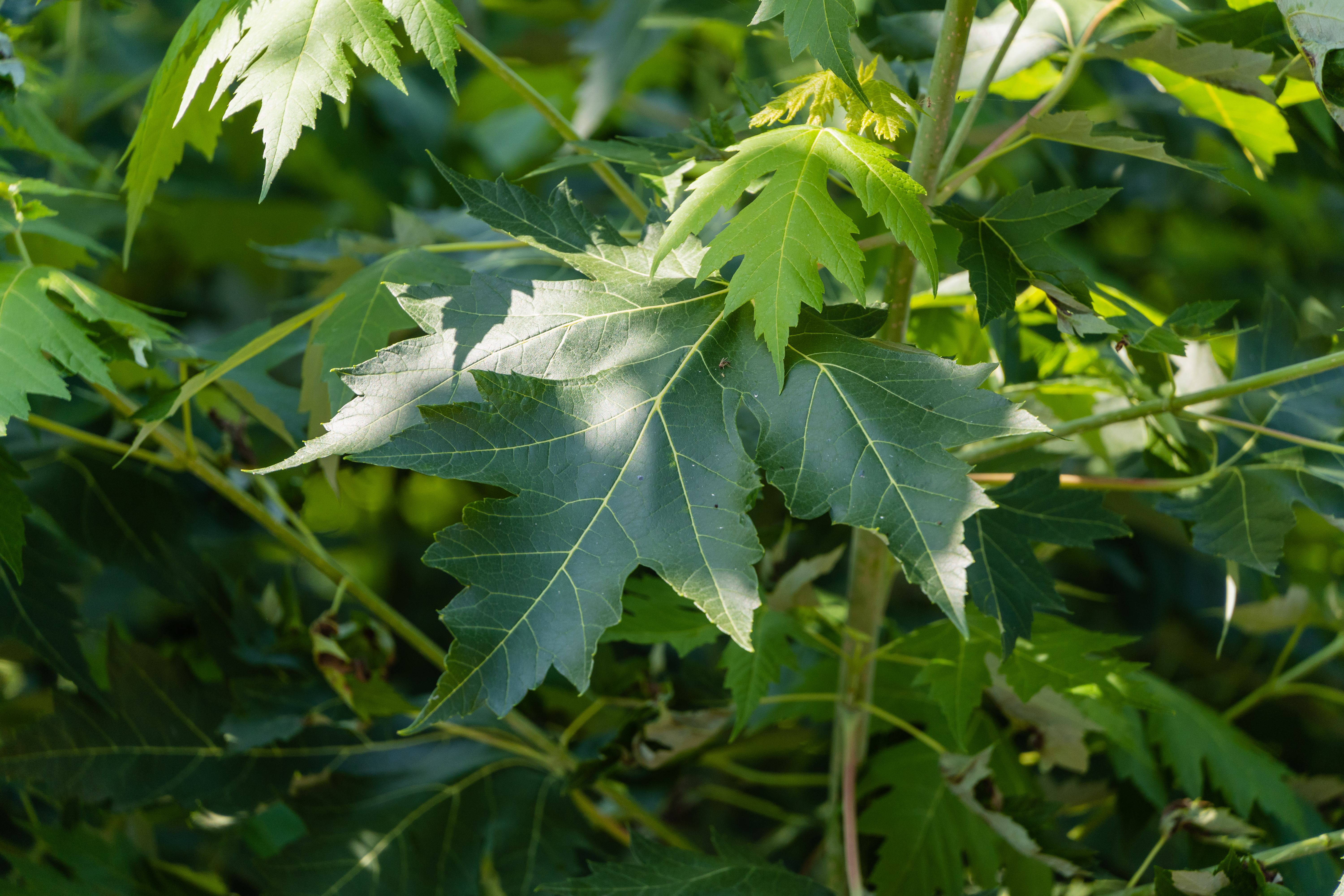 5 Rocks Maple Sugar Maple | Silvics of North America