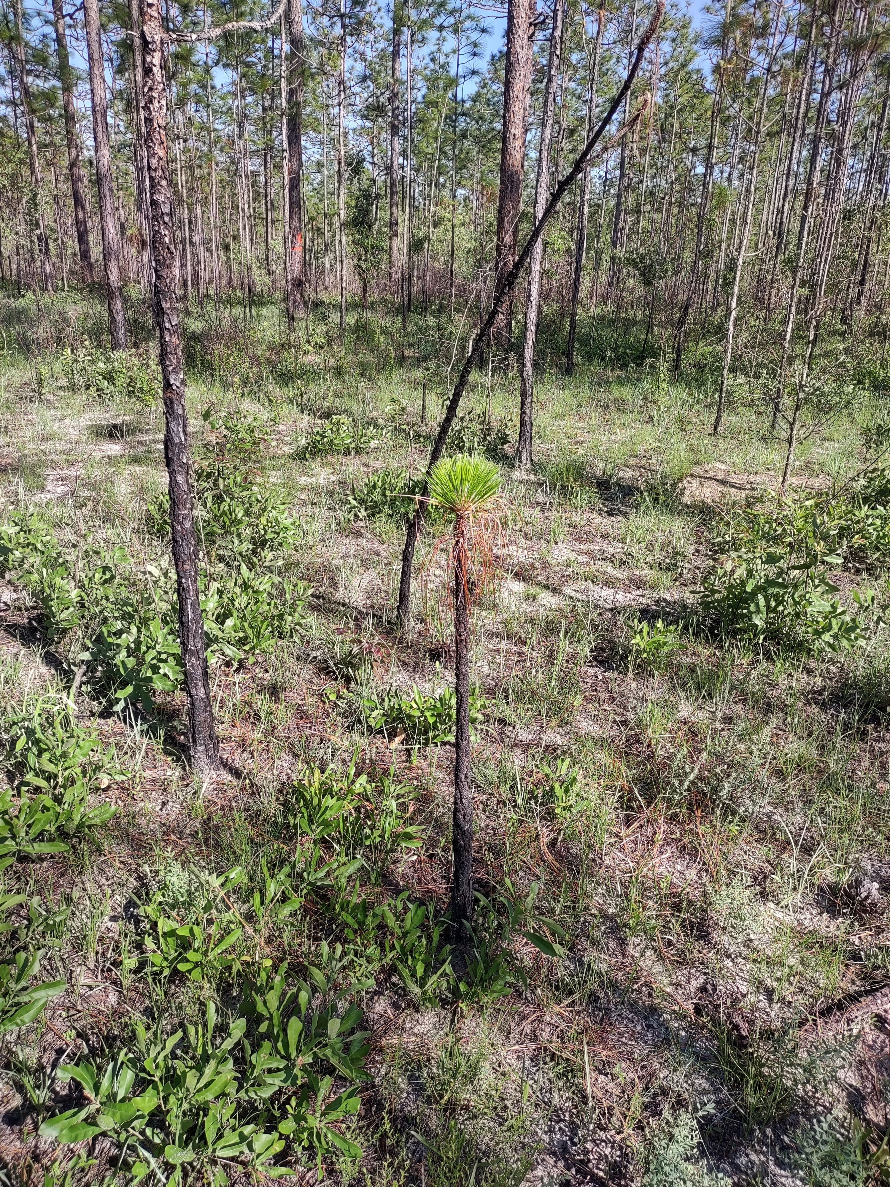 Photo showing new needle growth appearing above dead needles on a longleaf pine.