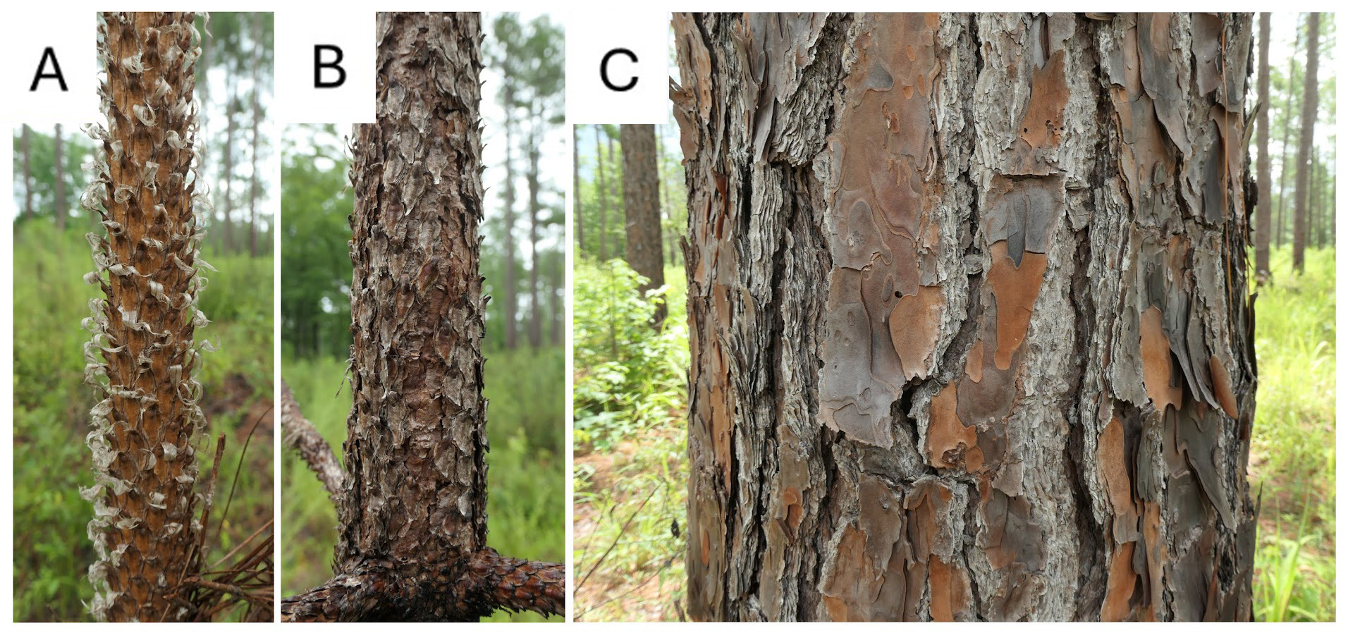 Photo depicting longleaf pine bark development across developmental stages.
