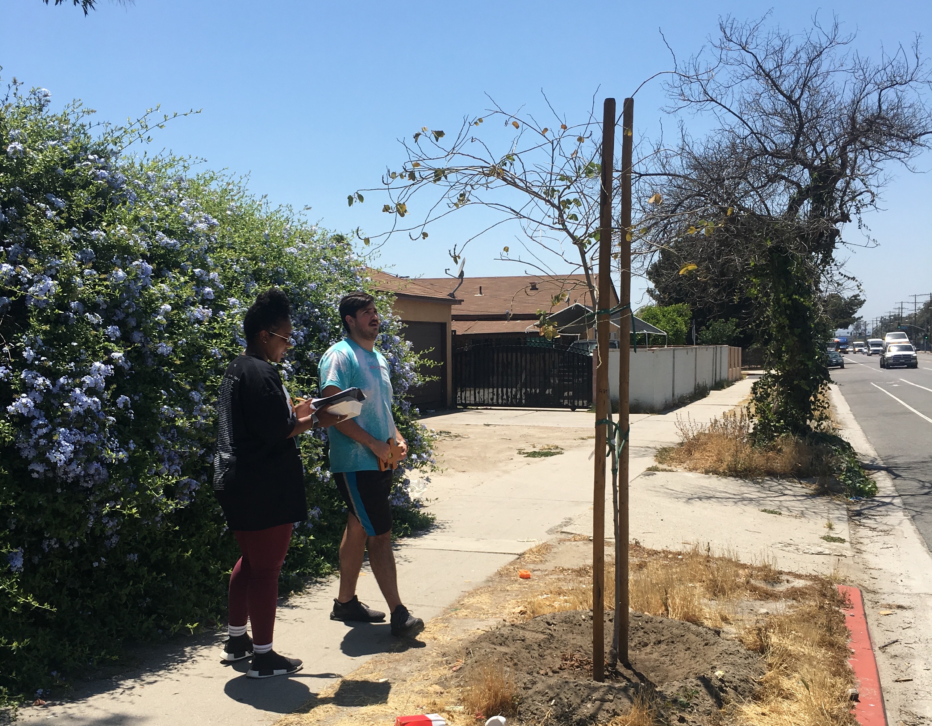 people on an urban sidewalk looking at a tree