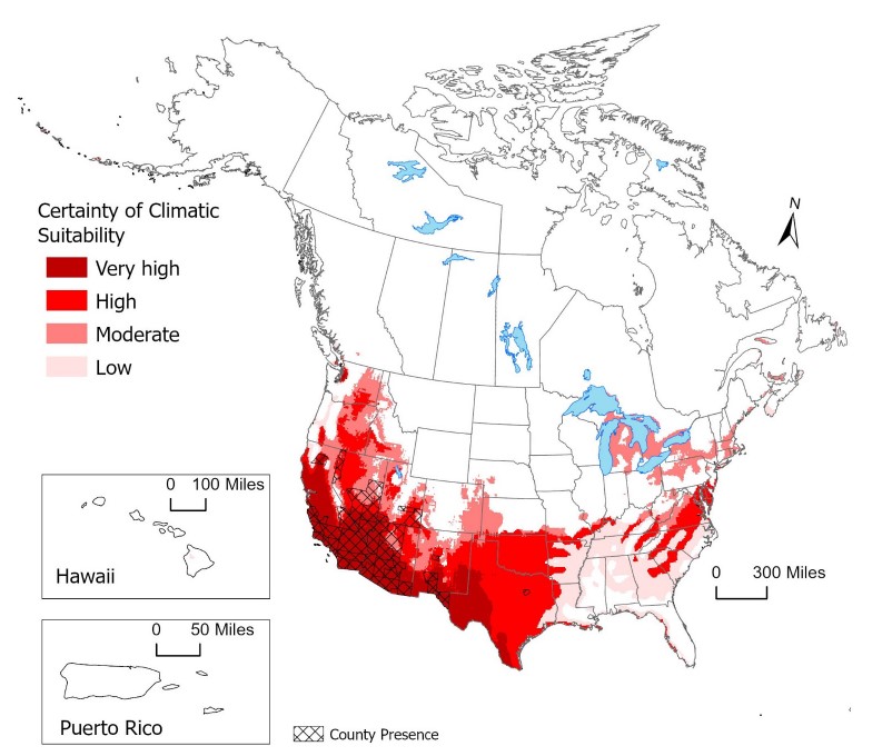 The current and potential distribution of Sahara mustard as of 2021. The current distribution is indicated by hash marks. The potential distribution is indicated by shades of red from low certainty of climatic suitability (light red) to very high certainty of climatic suitability (dark red).
