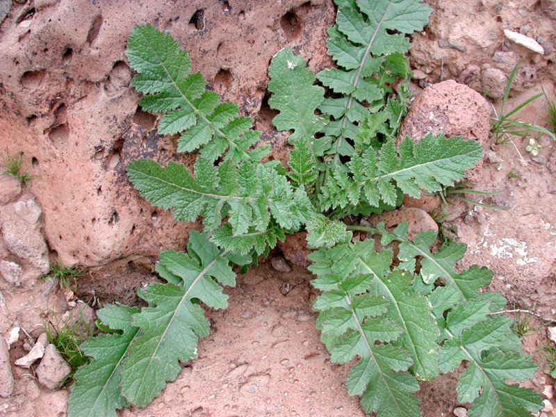 Sahara mustard rosette growing in bare, rocky soil.
