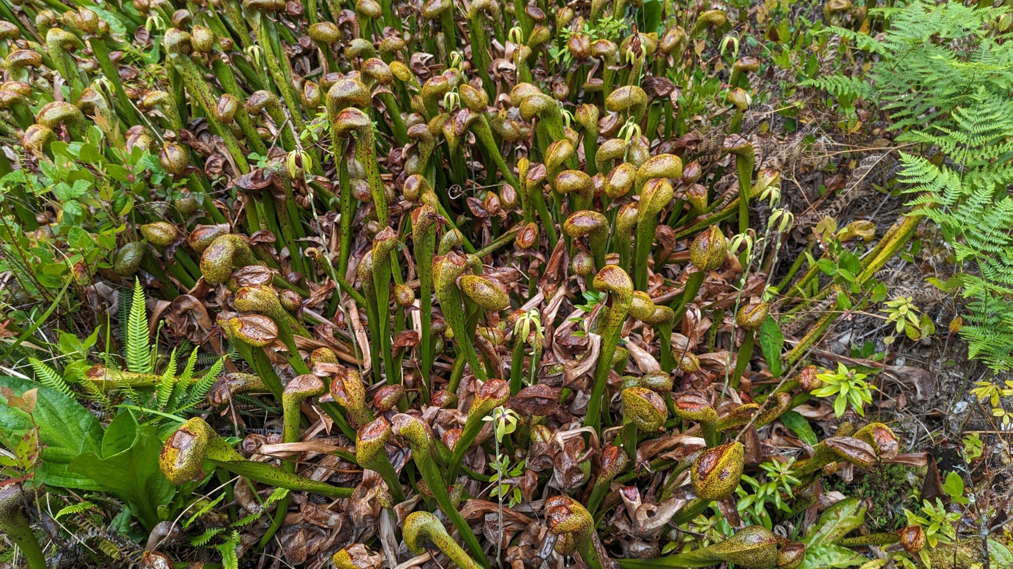 A zoomed-out view of a mass of brownish-green plants with curved, hollow stems in a wet, boggy setting.