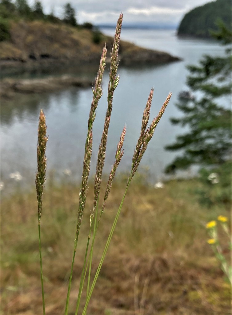 A photo of several reproductive grass spikes with an inlet or bay in the background, with rocky hills sloping towards the water.
