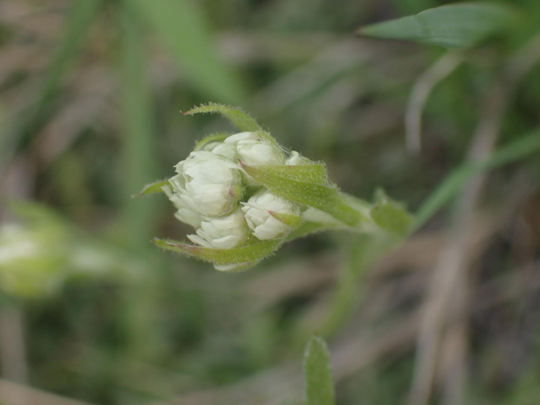 A close-up of closed white flower buds clustered at the top of a green stem.