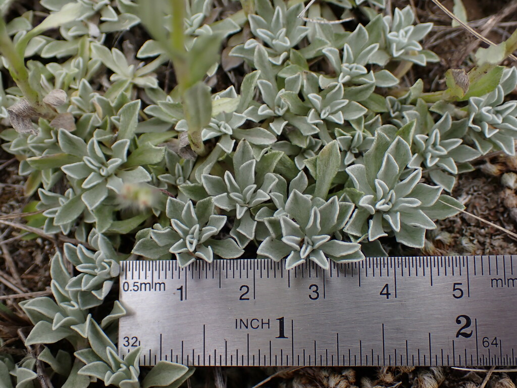 A silver ruler against rosettes of gray-green foliage.