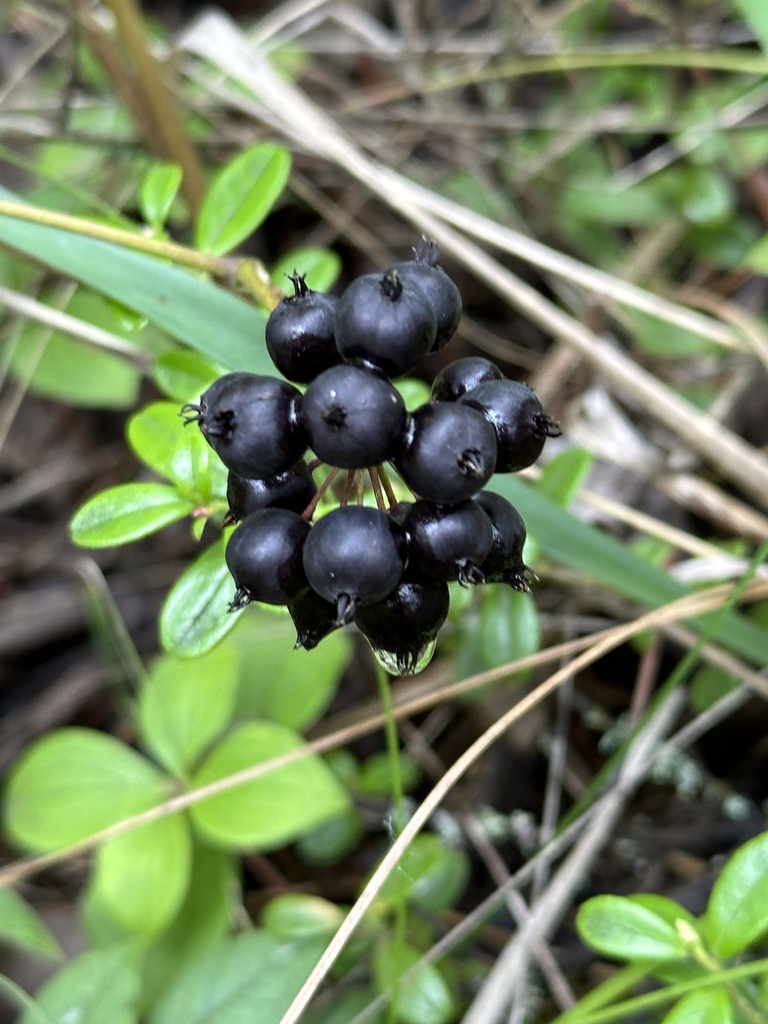 A cluster of black fruits at the end of a branch with green foliage behind.