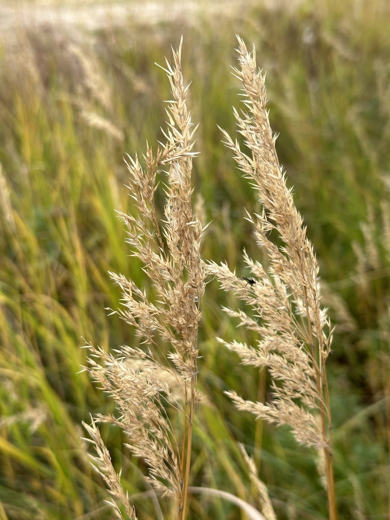 A close-up of two golden-colored grass heads, with out-of-focus green grasses in the background.