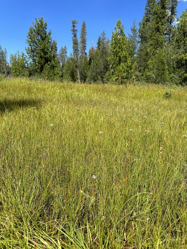 A field of sedges with conifers and blue skies in the background.