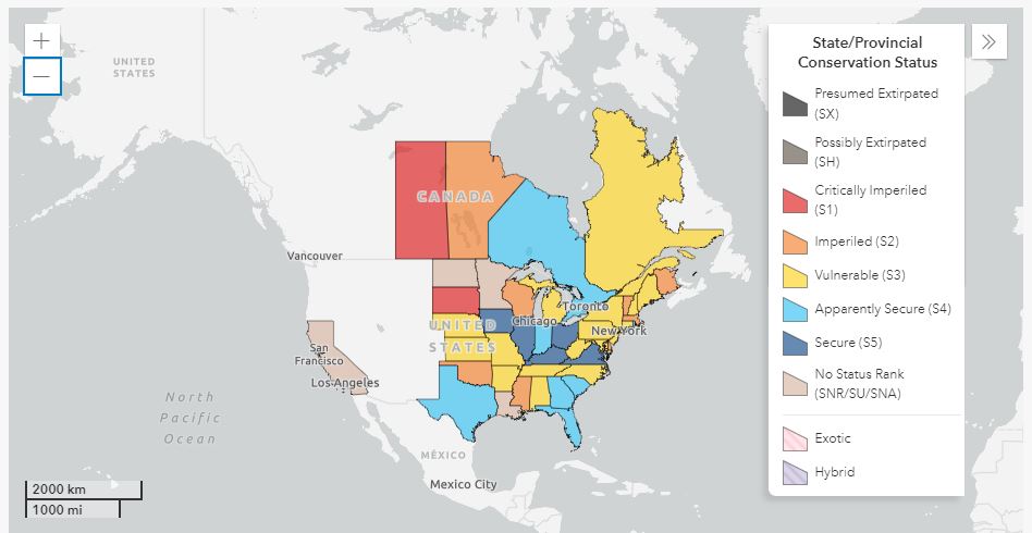A map indicating the state and provincial conservation status of eastern whip-poor-will according to NatureServe. Dark blue indicates secure. Light blue indicates apparently secure. Yellow indicates vulnerable. Orange indicates imperiled. Red indicates critically imperiled. Tan indicates that the status is unknown.