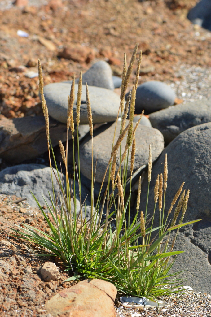 A photo of a green grass with reproductive spike in front of some gray stones and red dirt.