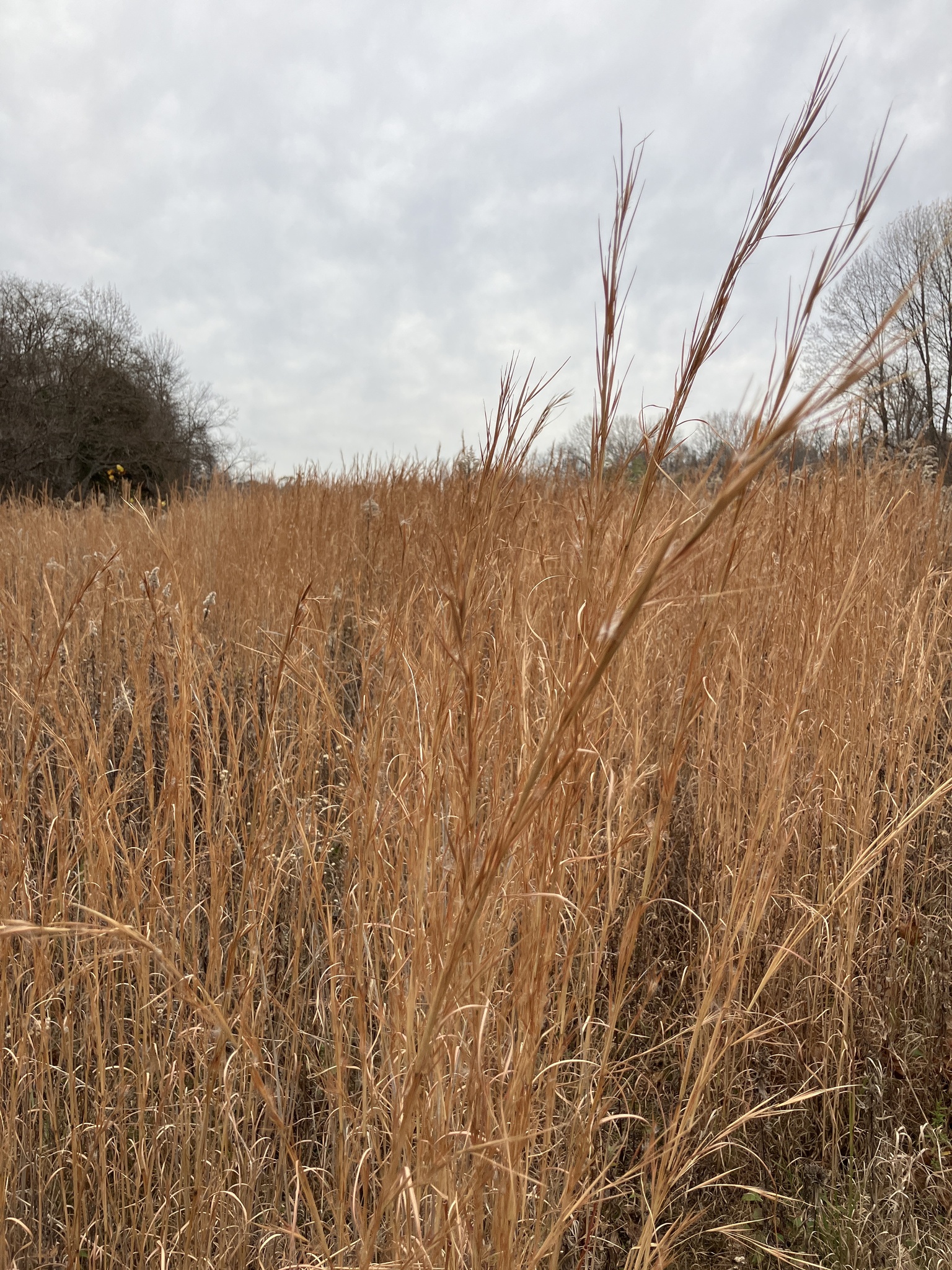 A field of dried, golden-colored grasses and a cloudy sky.