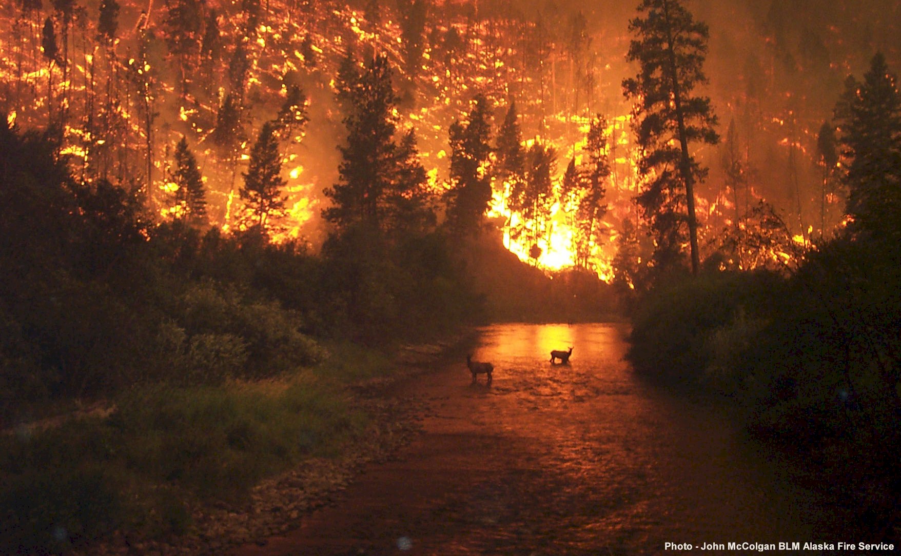 Elk standing in a river during a wildfire
