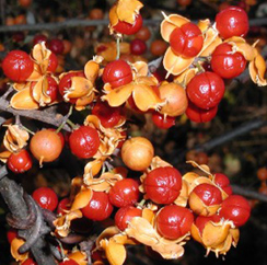 Cluster of red fruits emerging from yellow casings.