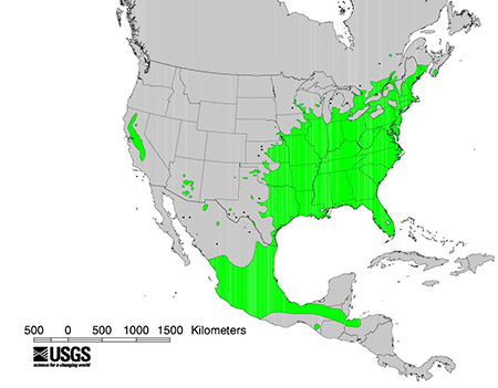 A map of North America with areas highlighted in green where common buttonbush occurs. Most of the eastern U.S. is highlighted as well as part of Mexico, and scattered areas in the southwest and California.