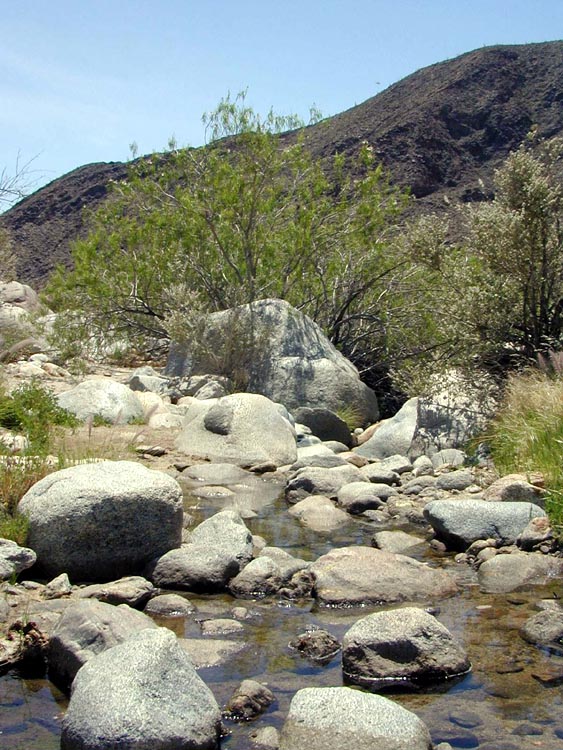Desert-willow growing in streambed.