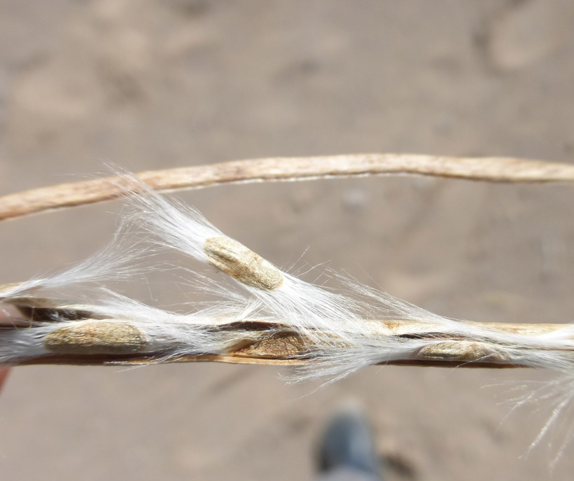 Desert-willow seeds.