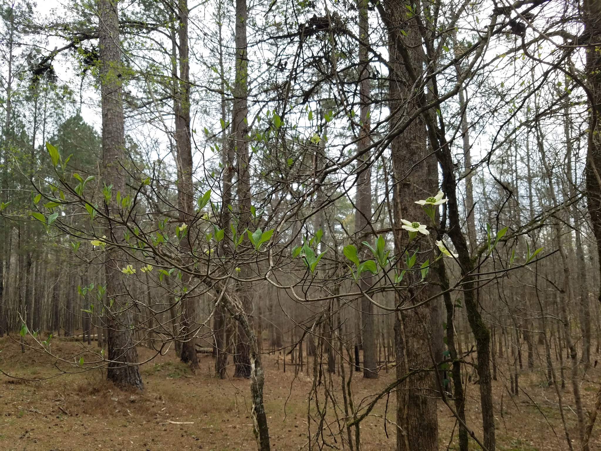 A photo of a forest with no understory, just brown litter on the ground, and some black parts of trunks indicating the forest has burned. in the foreground a small tree has green leaves and white flowers.