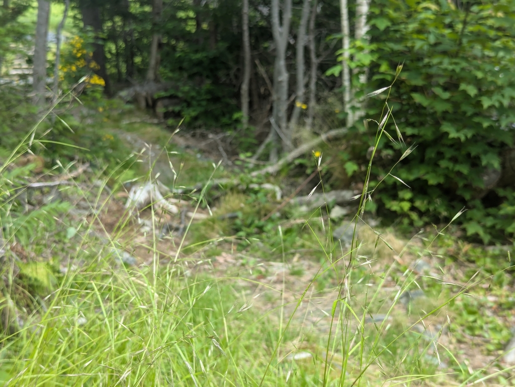 Grasses growing in front of an old two-track road, with dense trees behind.