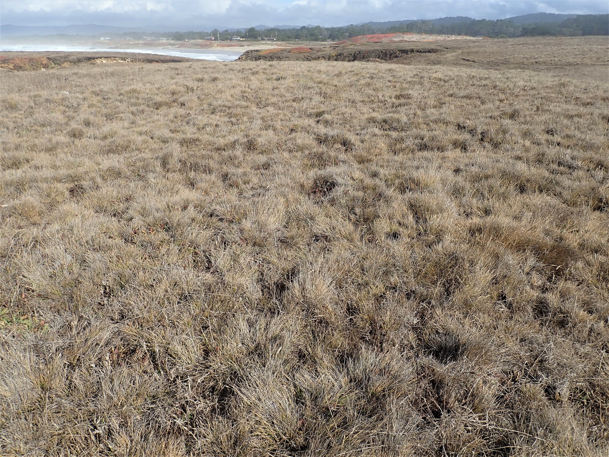 A photo of brownish gray grasses dominating a large, open area that extends to the coast, where the ocean is just visible to the left side of the photo. Distant hills are covered by trees and/or shrubs.