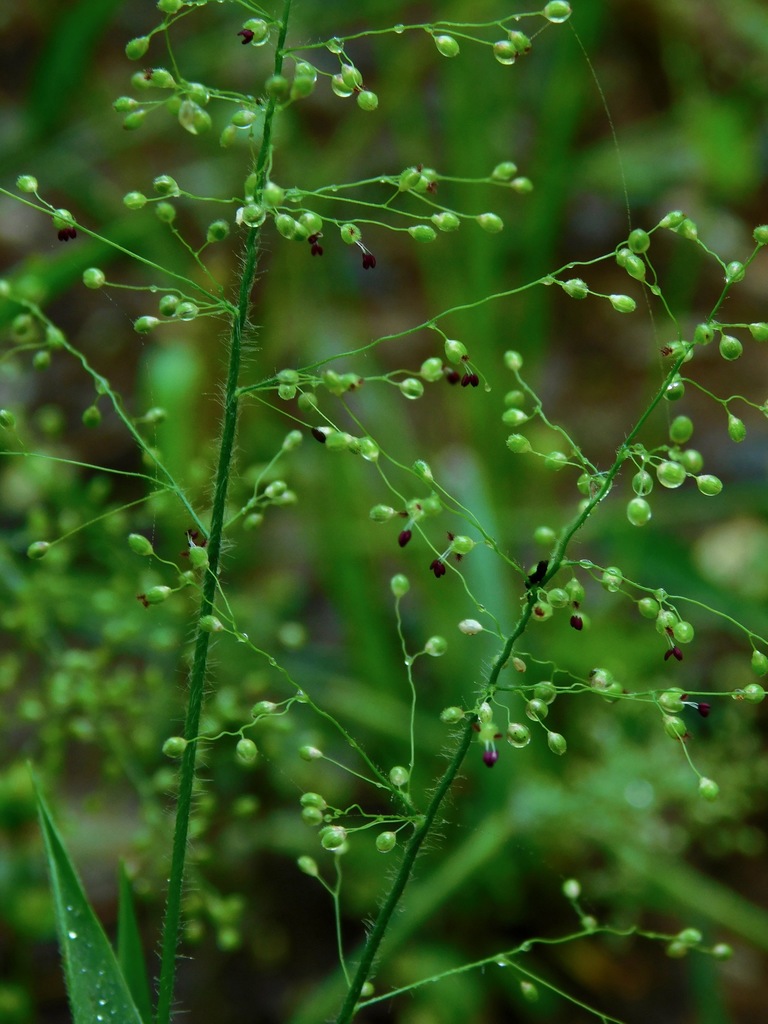 A close-up photo of a grass panicle.