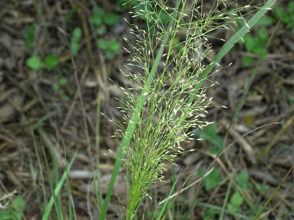 A photo of a diffuse panicle of a grass with the forest floor in the background.