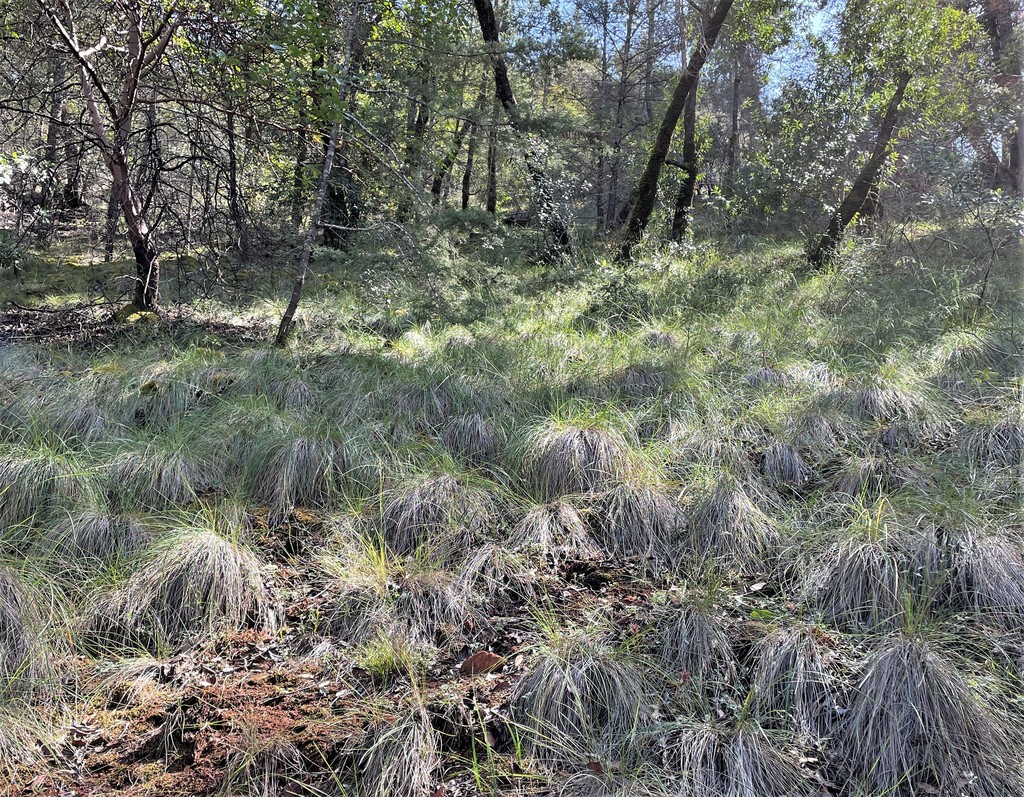 A photo of an opening in a forest with many bunchgrasses and some small tree trunks in the background.