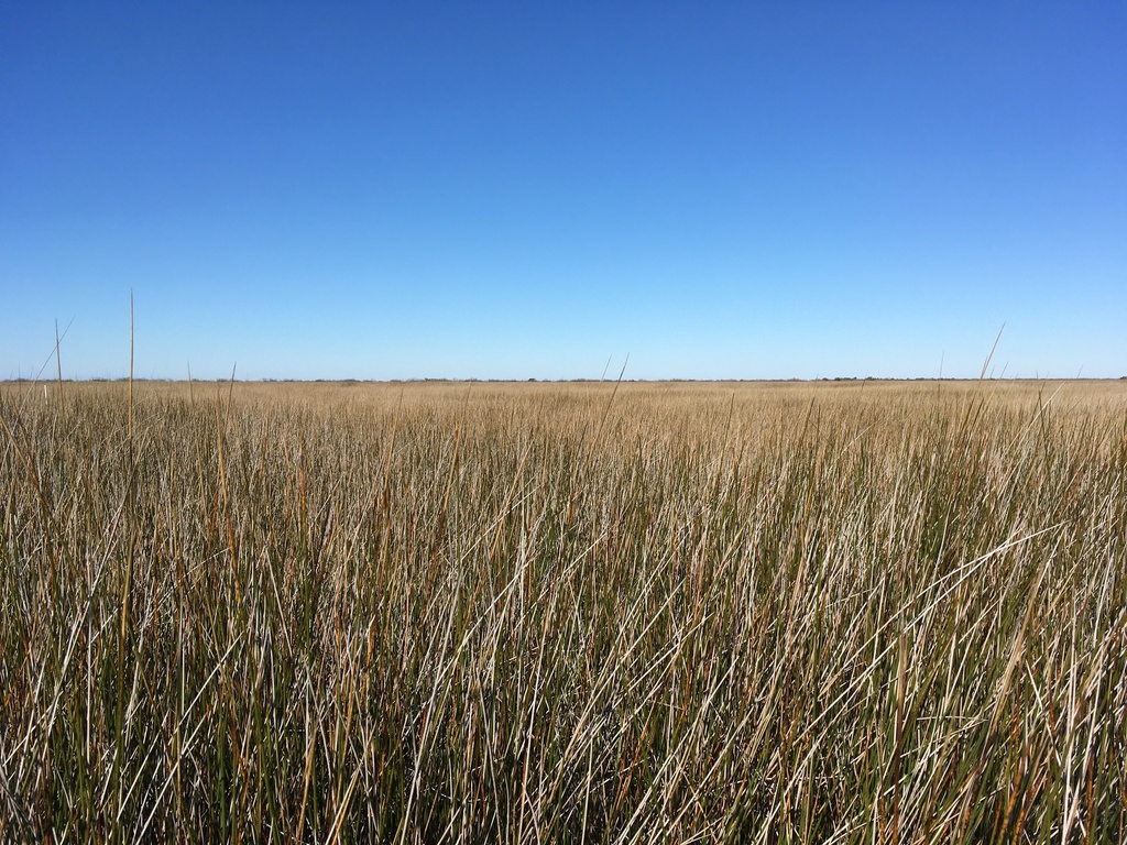 A field of yellowish rush stems with blue skies above.