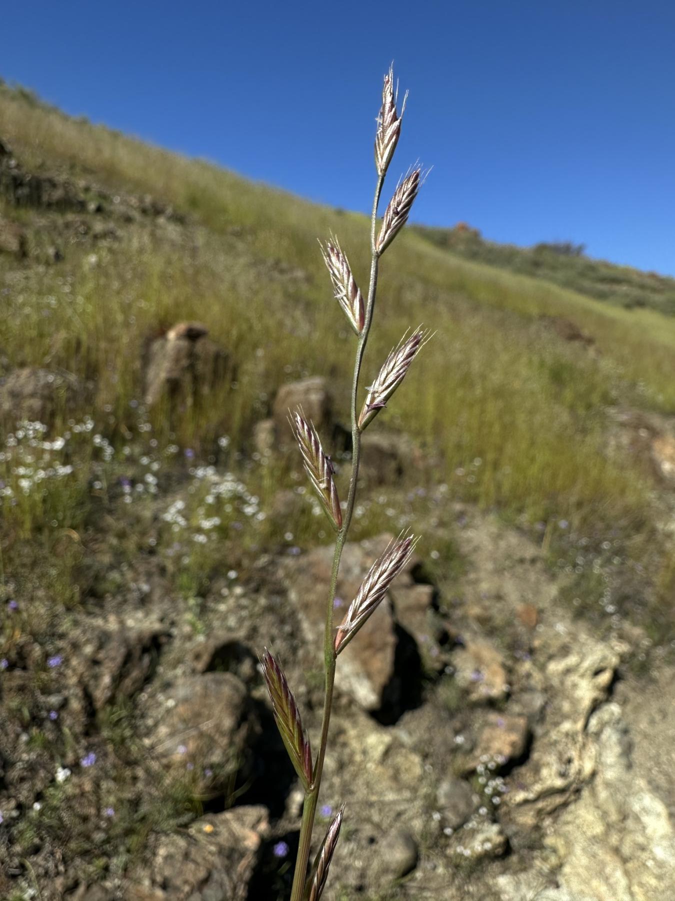 A photo of a grass spike in front of a rocky hill with cover primarily by forbs and possibly graminoids and bare ground, under blue skies.