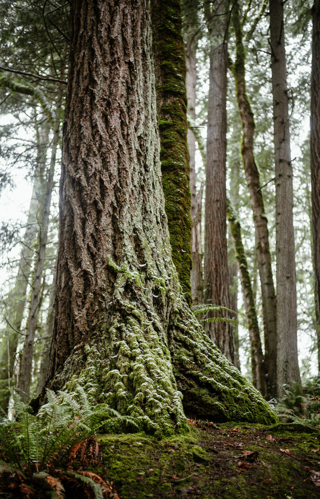 A photo of the base of a very large tree trunk with thick, furrowed brown bark surrounded by other similar trees. There is moss and ferns growing on the base of the tree, and a light dusting of snow.