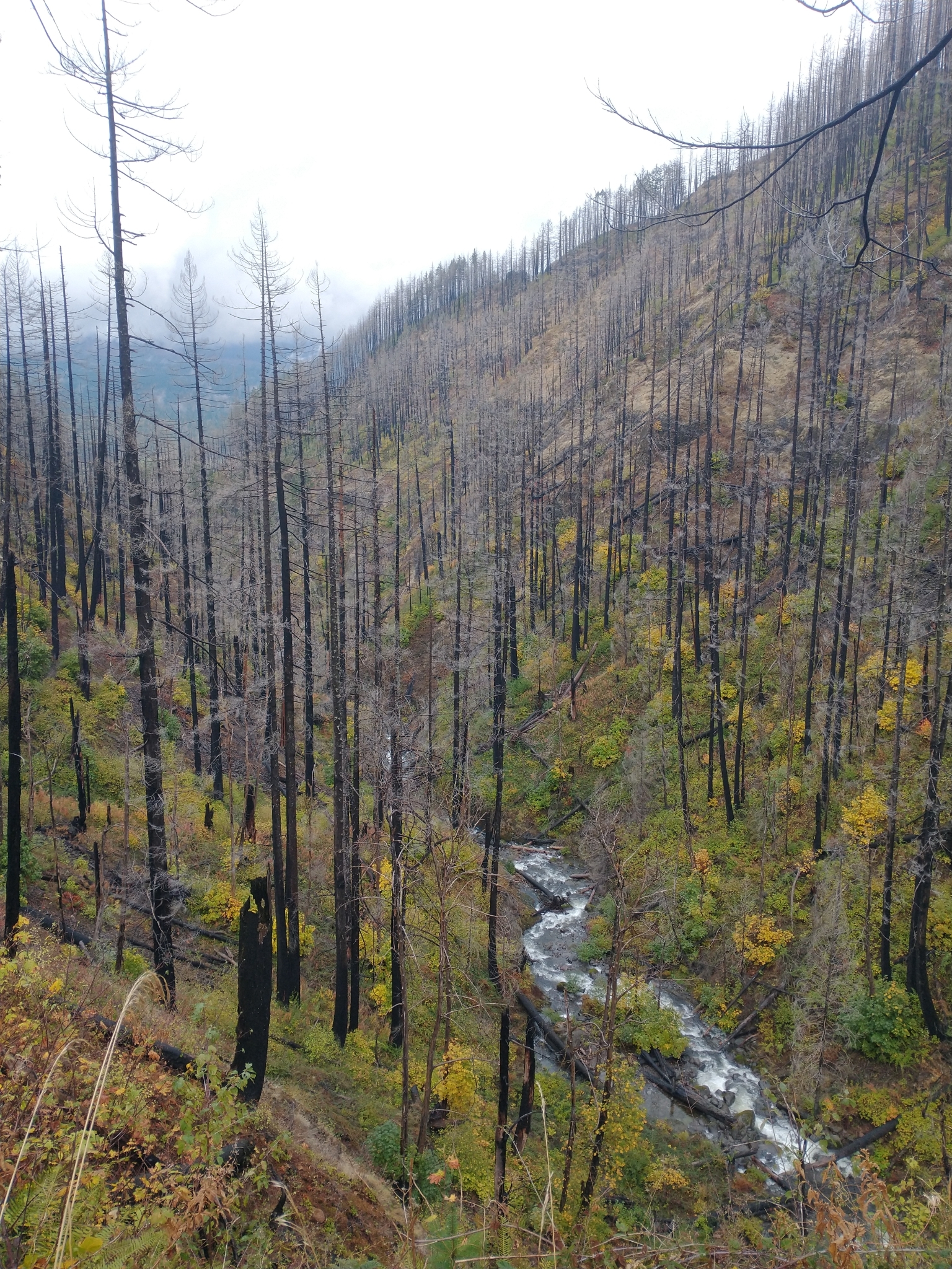 A landscape photo of a stream at the bottom of a ravine, with black, burned trees on both hillsides leading to the stream. All the trees seem dead, but there is lots of green growth on the ground.
