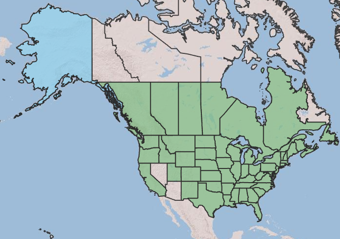 Map of the United States and Canada showing showing the distribution of blackeyed Susan, where it is native in almost every state and all southern provinces, but introduced in Alaska.
