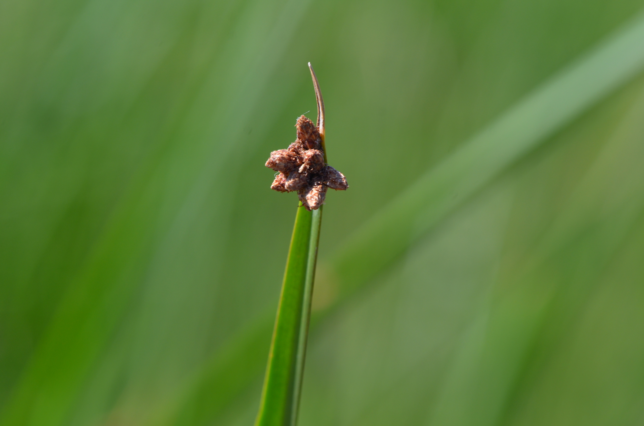 The reproductive end of a bulrush stem, appearing similar to a cluster of 6 small cones.