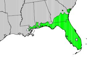 A map of the southeastern U.S. with areas highlighted in green where saw palmetto occurs. Almost all of Florida is highlighted, along with some small parts of adjacent states.