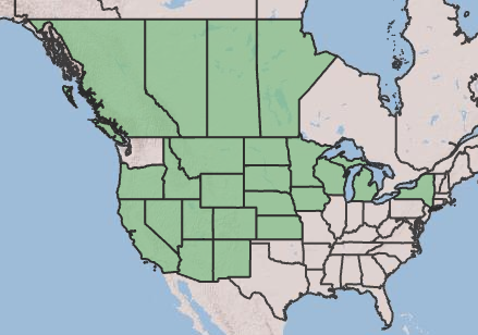 Map of distribution of silver buffaloberry.