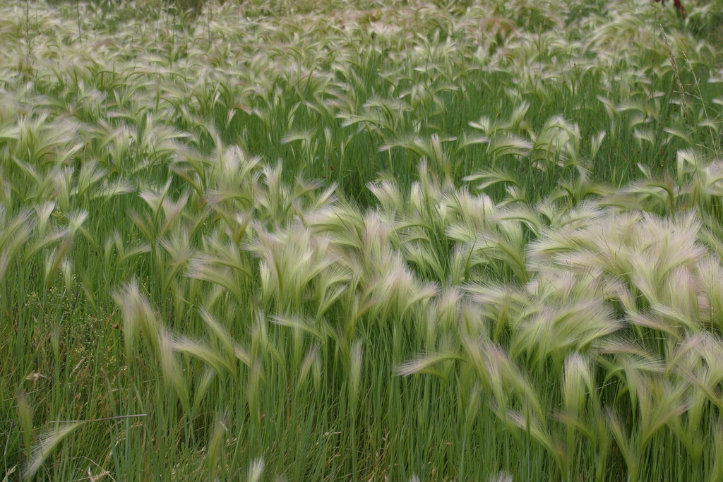 A dense stand of grasses.