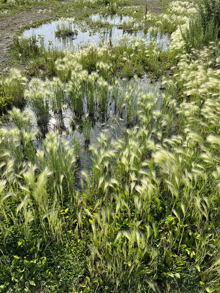 Grasses growing in standing water.