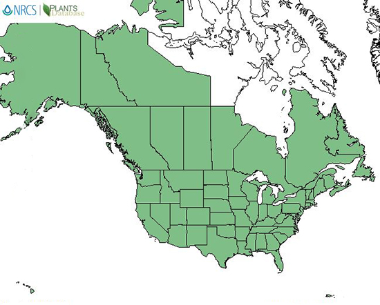 A map of the U.S. and Canada with every state and most provinces highlighted green.