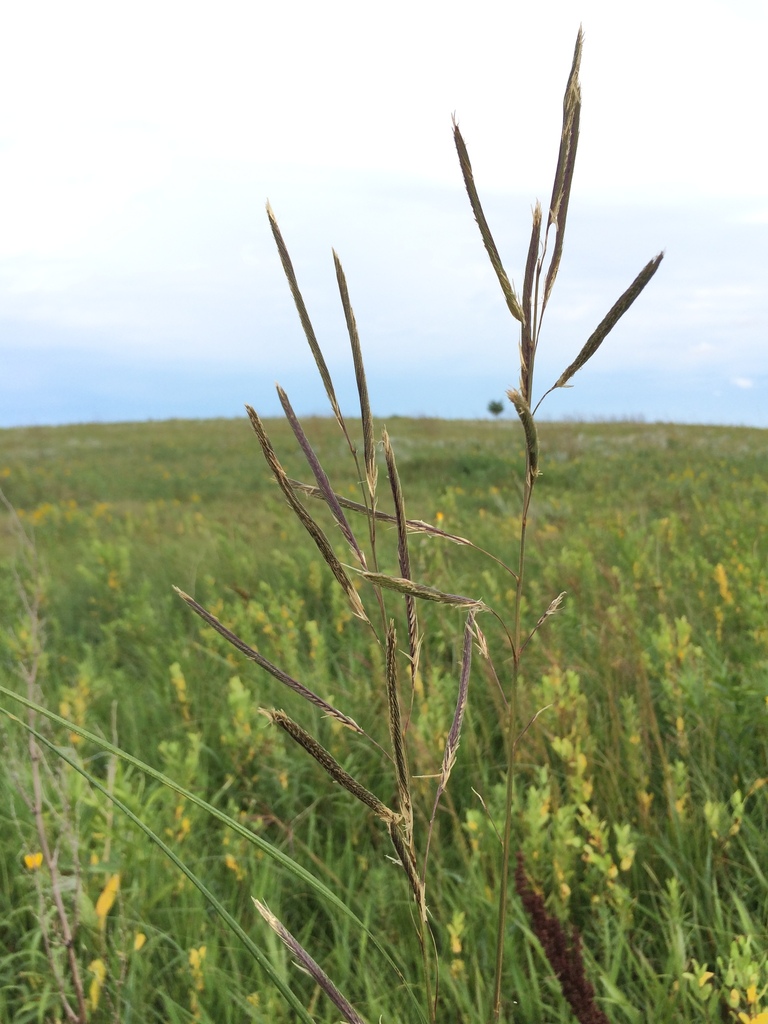 Brownish, relatively long reproductive spikes of a grass in the foreground, with a field of grasses and forbs in the background.