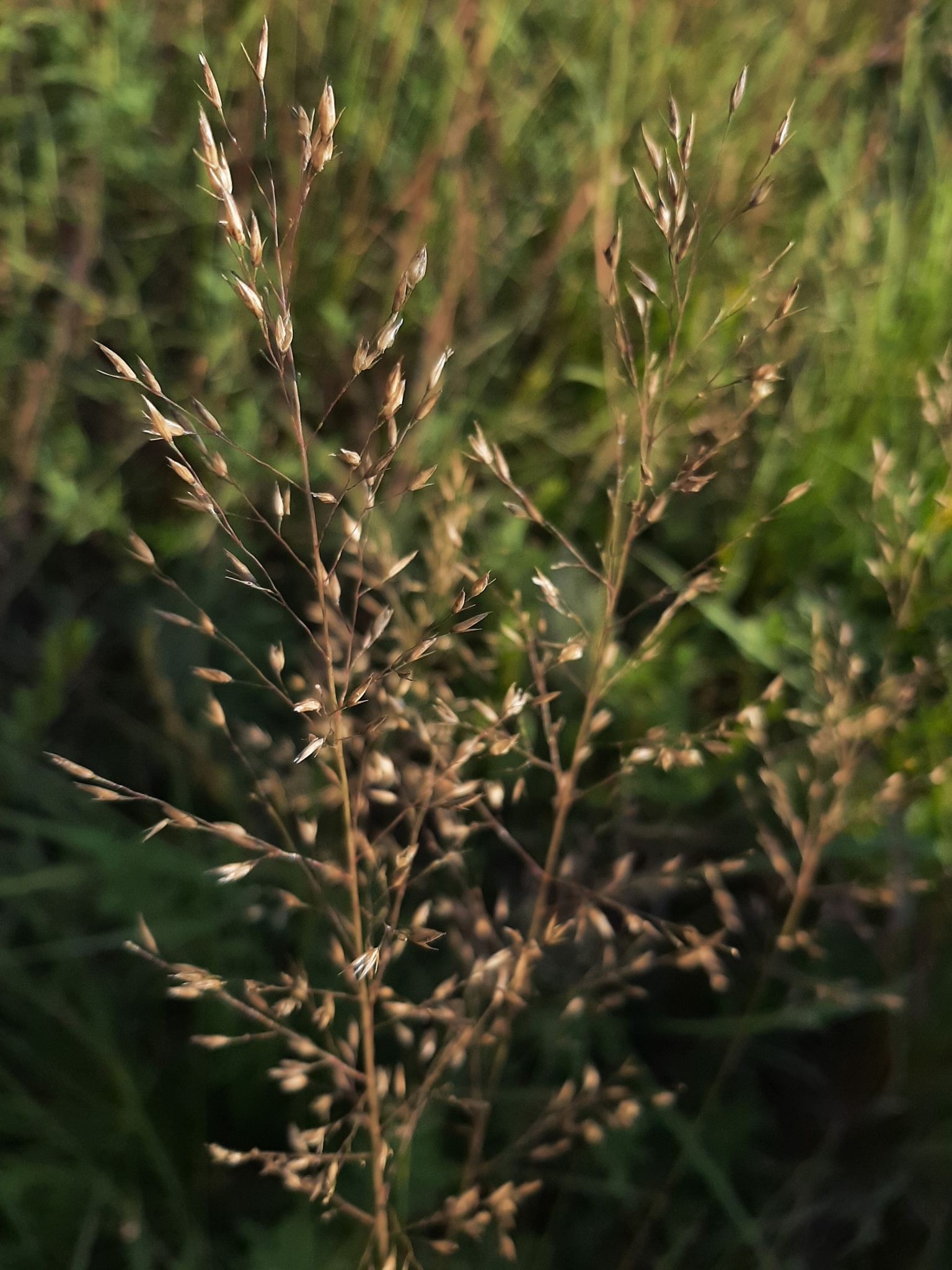 A close-up of a golden-colored, airy grass panicle with seeds against a dark green and black background.