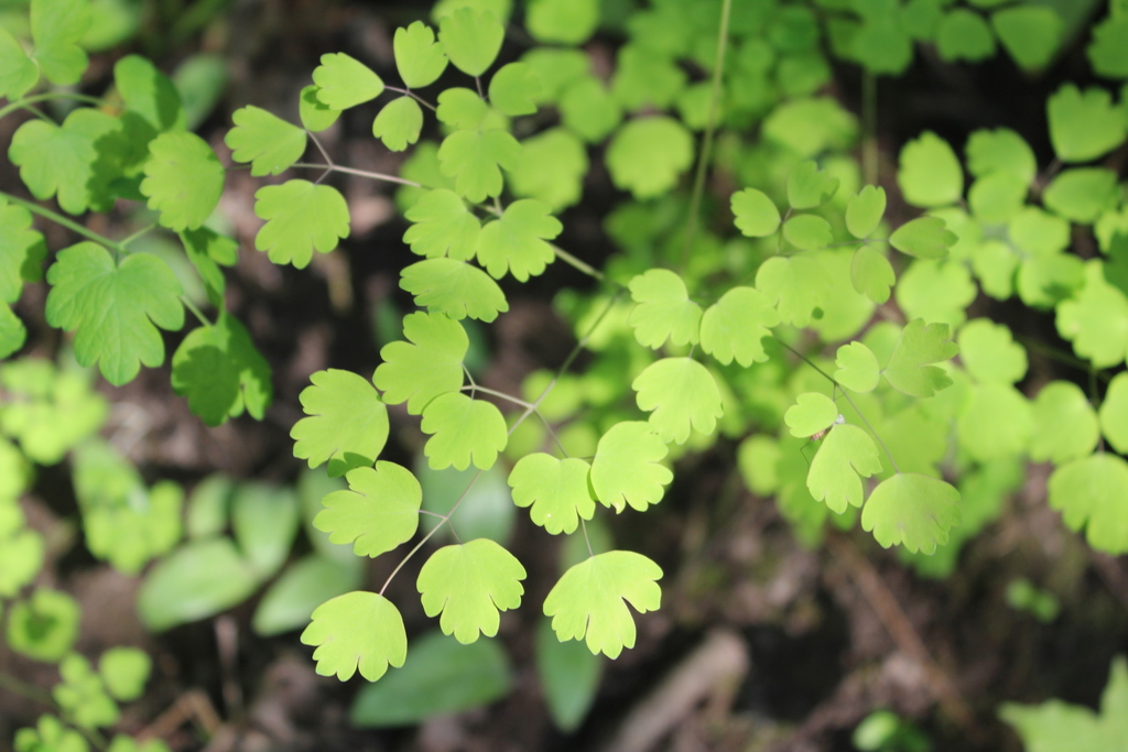 Bright green, lobed leaflets against a dark forest floor.