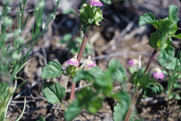Close-up photo of a brownish-red stem with dark green leaves and pink flowers emerging from thorny bracts.