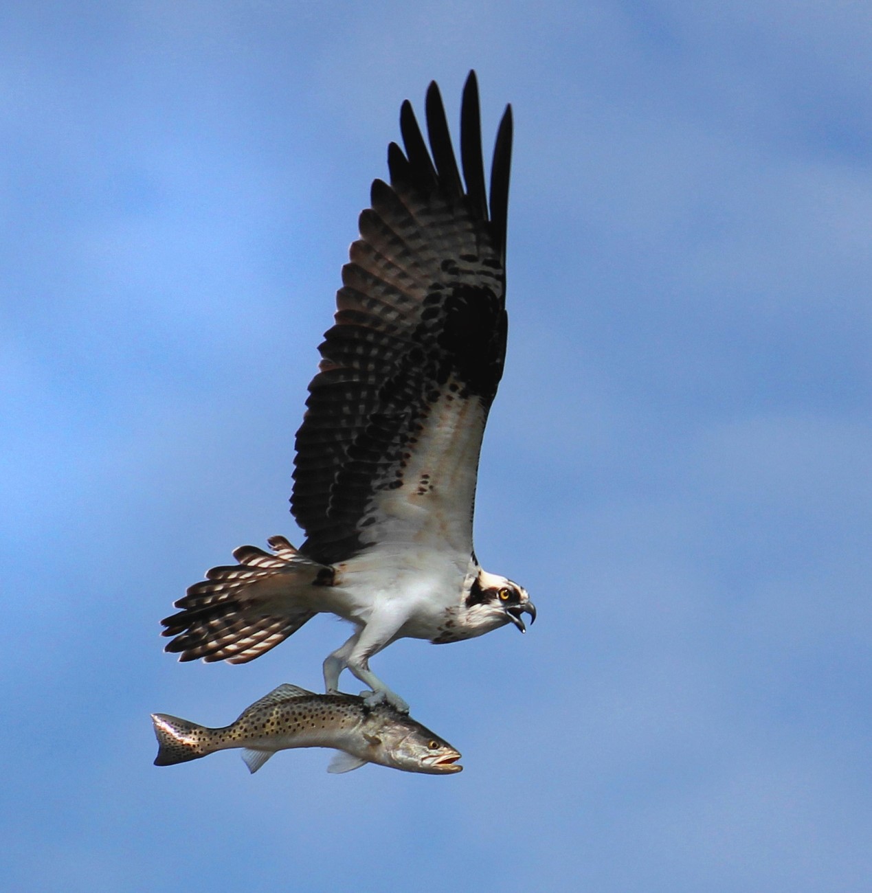 Photo of brown and white bird flying through a blue sky with its wings outstretch, its beak open, and a fish in its talons.