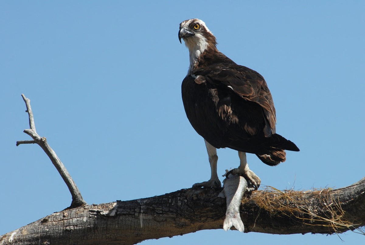 Photo of a large bird with a sharply curved beak sitting on a branch with a fish in its talons.