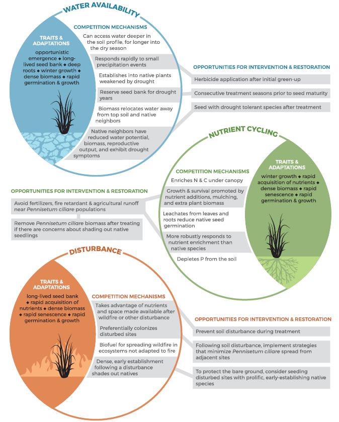 A figure with text describing traits and adaptations and competition mechanisms of buffelgrass as related to water availability, nutrient cycling, and disturbance.