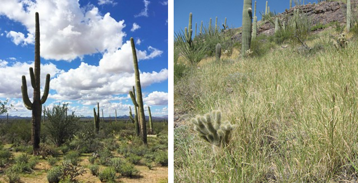 Two photos side by side. The left photo shows evenly spaced shrubs and cacti of various sizes with visible bare ground between. The right photo shows evenly spaced cacti with a few shrubs and a continuous layer of brown and green grass.