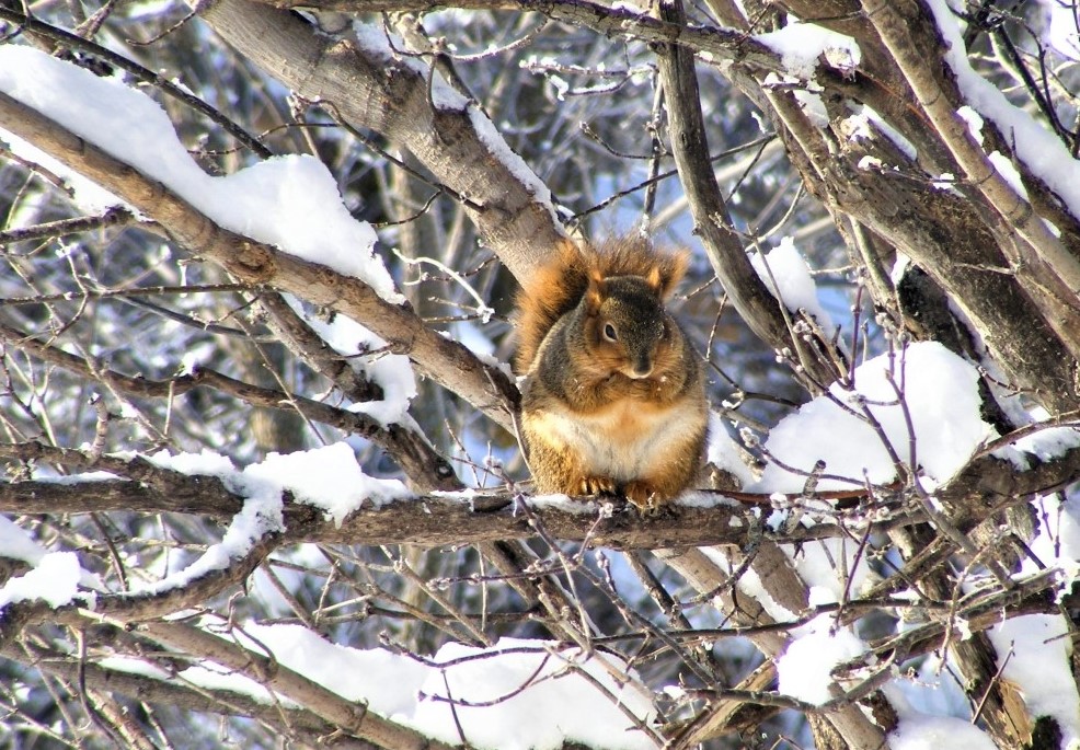 Sciurus niger, eastern fox squirrel | US Forest Service Research and ...