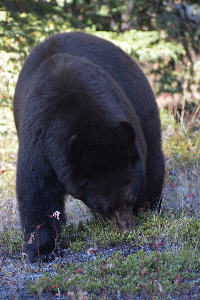 A photo of a black bear with its nose buried in a low shrub. Reddish berries on the same kind of low shrub are visible in the foreground.